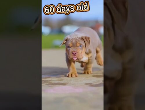 Pitbull puppy growing 40 days to 12month #shorts #short #viral #trending #youtubeshorts #ytshorts