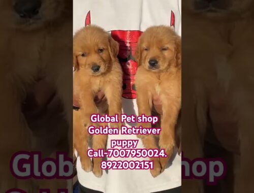 Golden Retriever dog available #petshop #dogs #puppy call 7007950024,8922002151#shorts