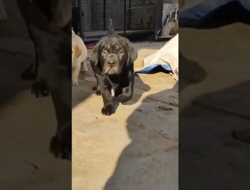pitbull dog barking video#dog #shorts #viral #naveedbhai6677