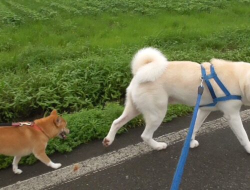【秋田犬ゆうき】雨のお散歩もお兄ちゃんとなら楽しい♪と思っていたらどんどん置いて行かれる【akita dog】