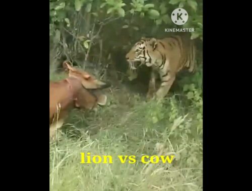lion vs cow #dog #lion #wild #wildanimals #liondog #animal #wildlife