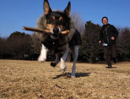 Toy Fox Terrier, Anne plays with Dad. / トイフォックステリア、アン。父と遊ぶ。