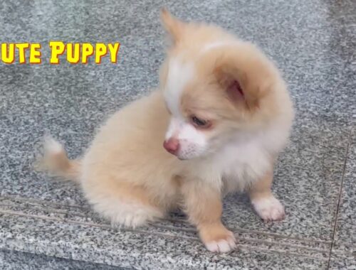 Cute and Small puppy video compilation #dogs #puppies