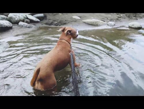 【犬が泳ぐ】犬を連れて川遊びは正解「アムスタッフのカフカ」