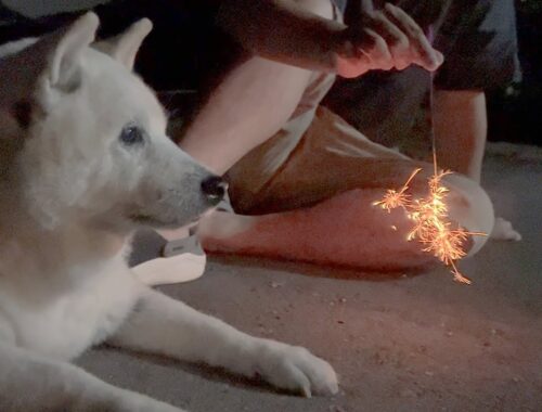 【柴犬と線香花火】今年の夏はどうやって愛犬を喜ばせようか