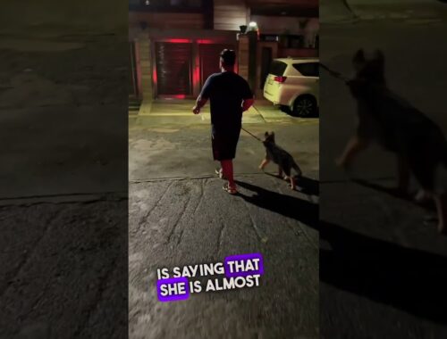 Lady Zoey - The Female German Shepherd Puppy Made Some Enemies On Her Night Walk. #shorts #gsd