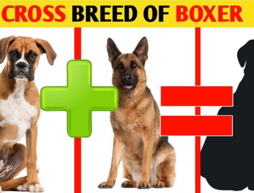 Boxer 5 mix dog breeds / mix dogs breed #shorts #boxerdog