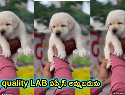 top quality Lab Puppies for sale in telugu/9908257516 /aj pets
