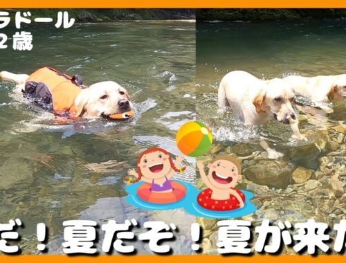【ラブラドールレトリーバー】夏だ！夏が来た！初めての川遊びに大はしゃぎの大型犬２歳「道の駅ちくさ」