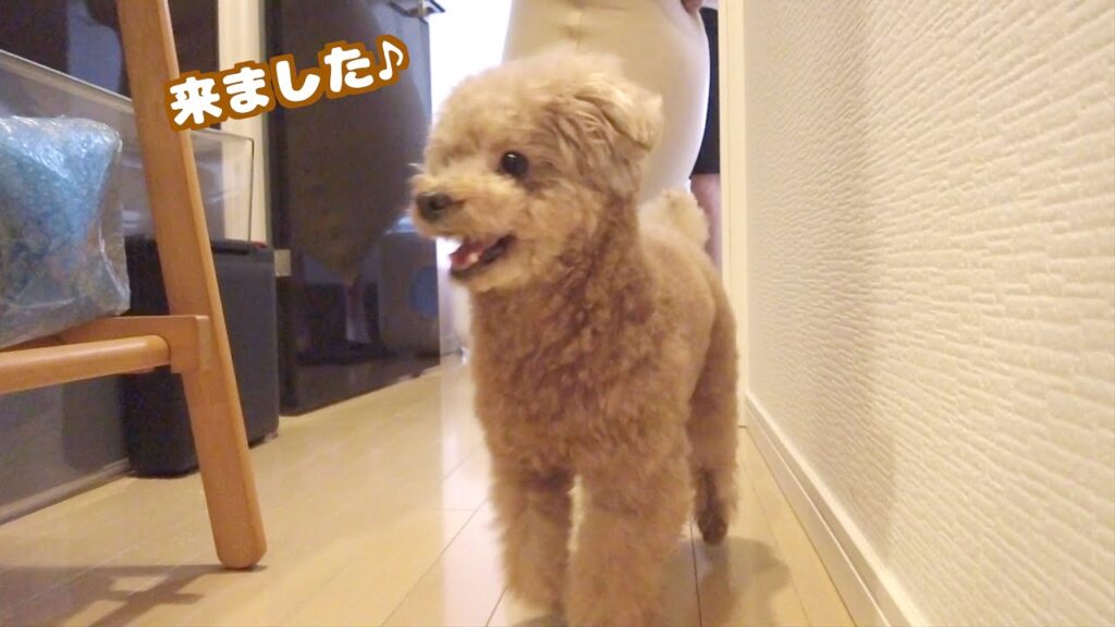 1日ぶりのヨギボーをワクワクしながら迎えに行く愛犬がこちら♪ 1日ぶりのヨギボーをワクワクしながら迎えに行く愛犬がこちら♪
