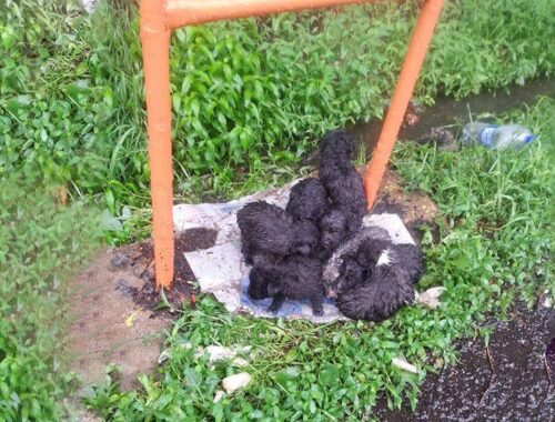 8 Newborn Puppies Were Thrown in The Ditch, They Were Wet & Whimpering from The Freezing Cold