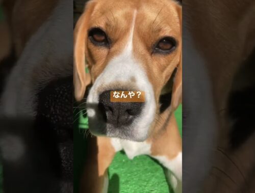 ポカポカのビーグル犬#beagle #ビーグル #いぬのいる生活
