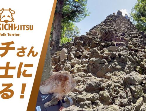 愛犬キチ   富士山（富士塚）に登る 【shrine  dog ノーフォークテリア norfolkterrier 】