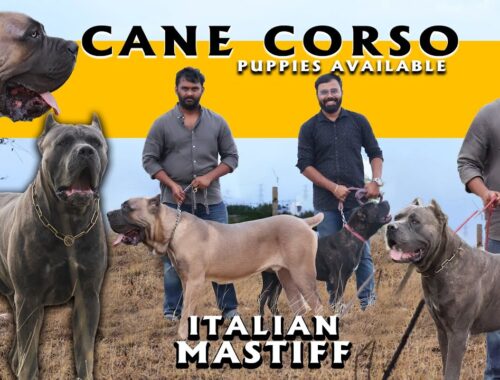 Cane Corso Mastiff Dog Breed | Puppies Available | Italian Mastiff | Rare and Exotic