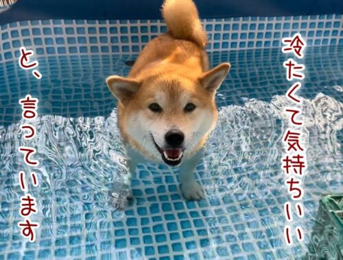 お風呂みたいにプールに浸かる巨体柴犬が可愛いw
