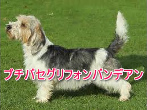 【犬図鑑】プチバセグリフォンバンデアン