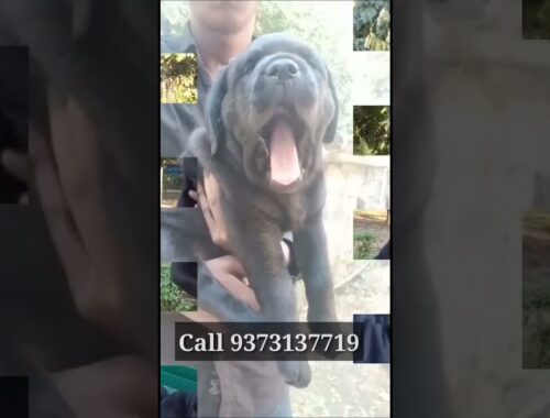 Black Labrador Heavy Bone | #blacklabradorpuppies| Dogsbreedofficial  2023 #ytshortsvideo