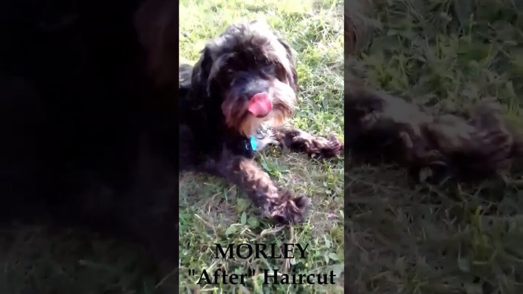 It's Haircut Time!! Before and After - What a Difference!! #shorts #dog #pets