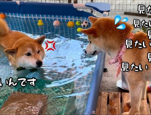 ３匹の柴犬兄弟のプール遊びが人間のようですw