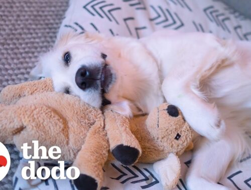 Puppy Becomes Best Friends With A Plush Dog Toy | The Dodo