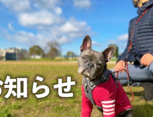 優勝すれば渋谷駅の広告にフィリックス⁉️  【1日中出かけたハイテンションな犬は最後どうなる？】