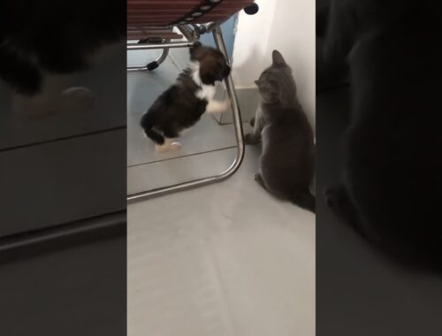 Cute puppy and cat play #tvtuyetanh #puppycutefun
