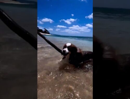 Enjoying the summer 🥰 Video by @kuri.in.a.nutshell #dog #aussie #australianshepherd #pets #pets