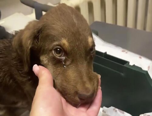 In her last seconds, the puppy remembers her lost mother, she kept crying