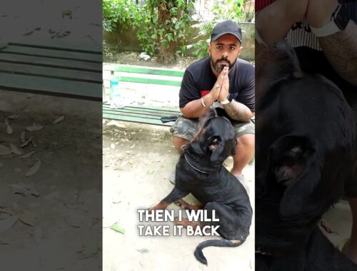 When Rottweilers Growl, Aggressive, Attack - Dog Psychology & Behaviour Pattern. #shorts #rottweiler