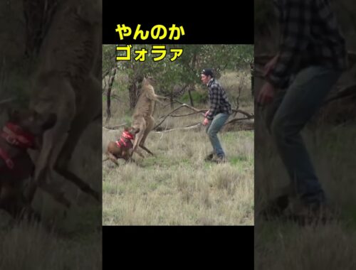 愛犬を守るためにカンガルーを殴る飼い主　パンチ・ボクシング　Kangaroo punch #Shorts