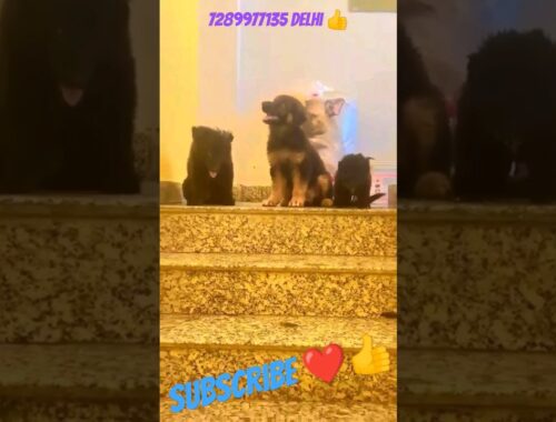 Double coat black German shepherd puppies available ll gsd puppies #abhaypetslover #viral #tranding