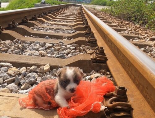 Who Dumped The PUPPY On The Train Tracks? I Cried!