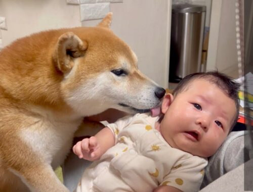 生後1ヶ月の赤ちゃんが泣き止む柴犬・豆柴流の育児方法
