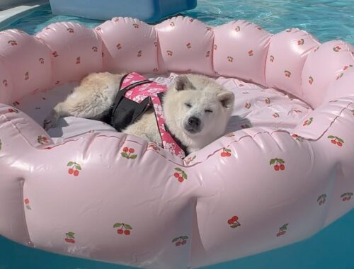 プールの上で気持ち良さそうに寝る柴犬