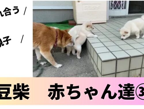 【豆柴】 柴犬　子犬の日常  　(Mameshiba) (Shiba inu)【44】