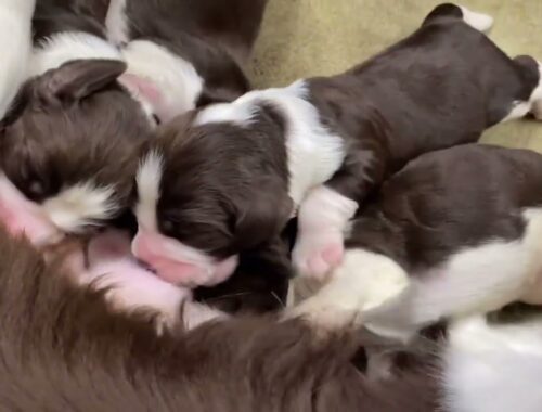イングリッシュスプリンガースパニエルのエマさんが5頭の子犬たちのママになりました。