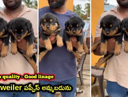 top quality Rottweiler Puppies for sale in telugu/9502887889 /aj pets