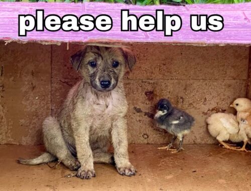 Save Abandoned Chicks and puppies - Animal Rescue