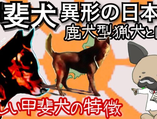 甲斐犬、異形の日本犬〜鹿犬型狩猟犬とは？〜正しい甲斐犬の特徴