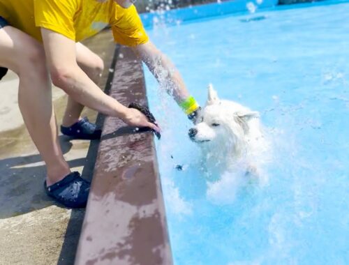 初めてのプールでトラウマ級の溺れ方をしてしまう犬【サモエド】