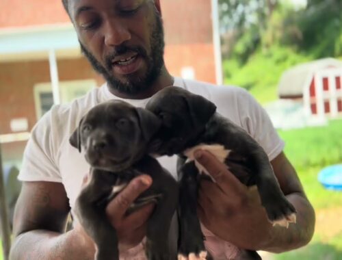 Bambi Puppies for sale ( American Bully )