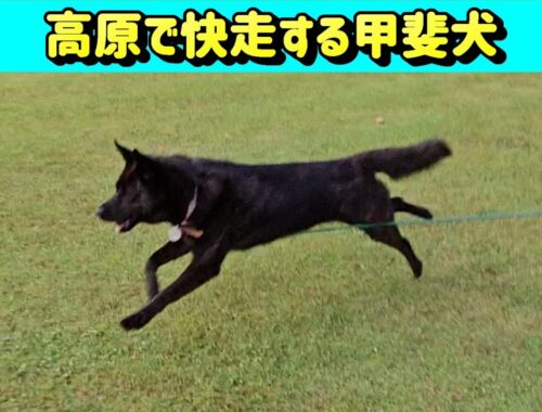 十津川の山で快走の甲斐犬-　甲斐犬いち