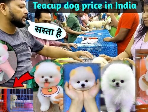 Teacup dog price in India | Pomeranian dog price in India | cute puppy Pomeranian | Dog market