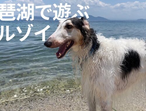 【琵琶湖で遊ぶボルゾイ】初めての琵琶湖遊び！うちの子達は楽しんでくれたのか！？