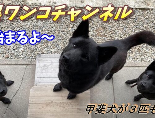 【甲斐犬】黒ワンコチャンネル始まります!