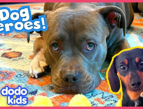 These Dogs Just Rescued Real Baby Animals! | Dodo Kids
