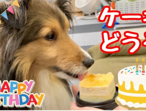犬にケーキをあげてみた【愛犬シェルティ4歳の誕生日】
