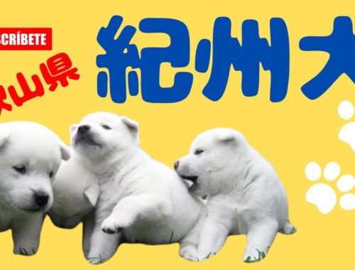 【必見】和歌山県の紀州犬（白くて可愛い♡）