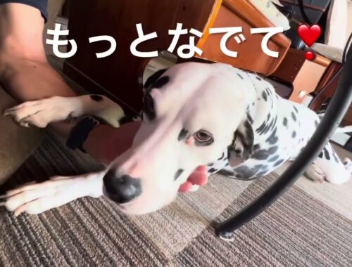 ドッグランの恋犬〜Dream @dog