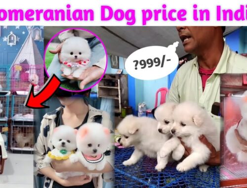 Pomeranian Dog price in India | Teacup dog price in India | Cheapest Dog market in india #Rajesh5G